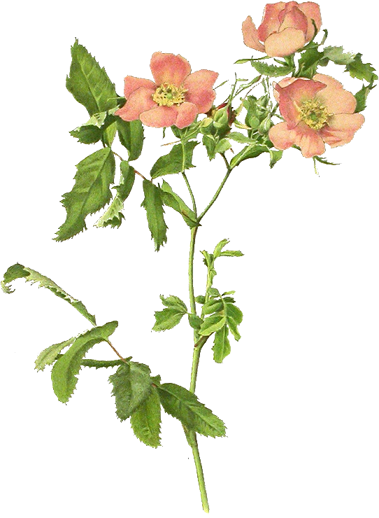 More Www - Chomikuj - Pl/gwiazdorek1 - Botanical Illustration (561x757)