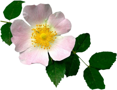 Pokud Je Budete Používat Ke Své Tvorbě, Prosím, Vložte - Woods' Rose (450x338)