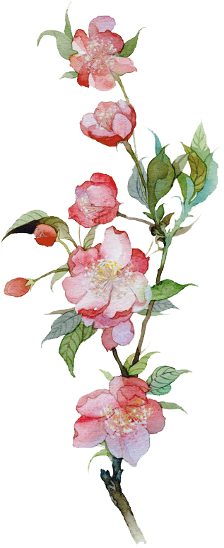 Malus Spectabilis Watercolor Painting Illustration - Malus Spectabilis (533x800)