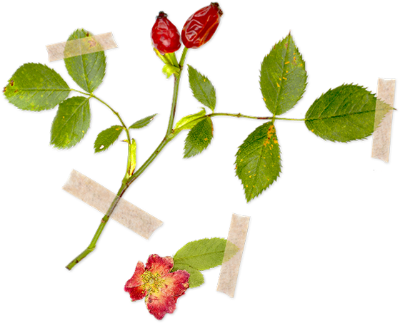 Csipkebogyó / Rosa Canina - Rose (560x470)
