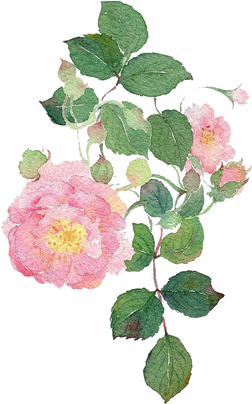 Garden Roses Watercolour Flowers Dog-rose Watercolor - Watercolor Painting (658x850)