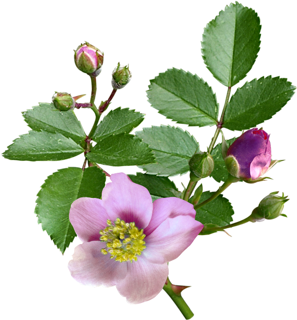 Изображение Для Плейкаста - Шиповник Пнг (600x654)