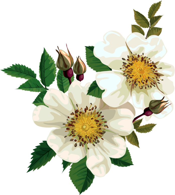 0 Comments - Wild Rose Flower (757x800)