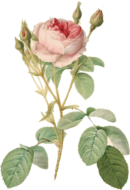 ويتطلب المعمل من الأطفال التعود على التخطيط وإدارة - Redoute Botanical Illustration (543x760)