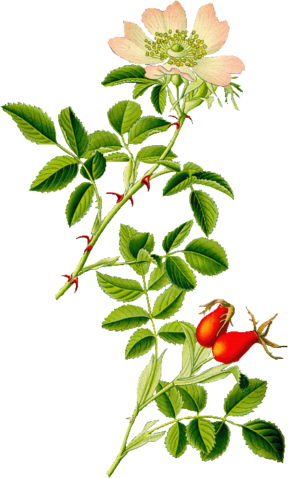 Rosa Canina - Rosehip Plant (421x698)