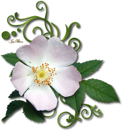 2016 06 10 Separateur Eglantine - Rosa Canina (500x530)