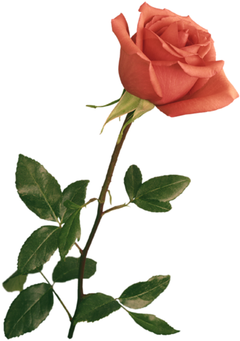 Resultado De Imagen Para Flores Gif - Wedding Backgrounds For Photoshop (358x500)