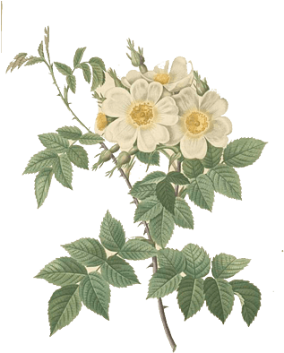 手绘白玫瑰装饰元素 - Giclee Painting: Redouté's Short-styled Rose, Rosa (322x459)