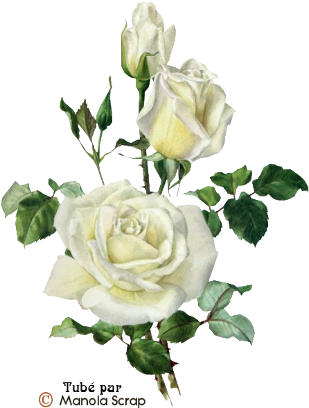 Tubes Fleurs Page - Vintage Rose Print (456x596)