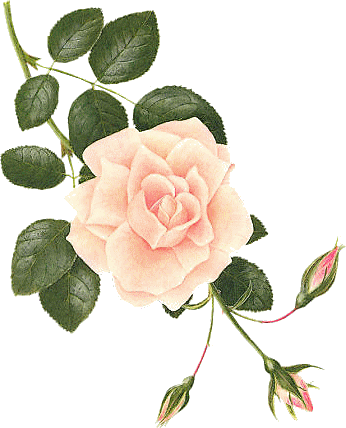 Séparateur - Botanical Drawing Of A Rose (346x428)