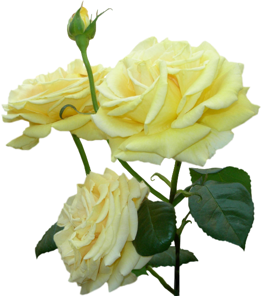 062559 1395285959 - Mensagem De Boa Noite Com Rosas Amarelas (584x620)