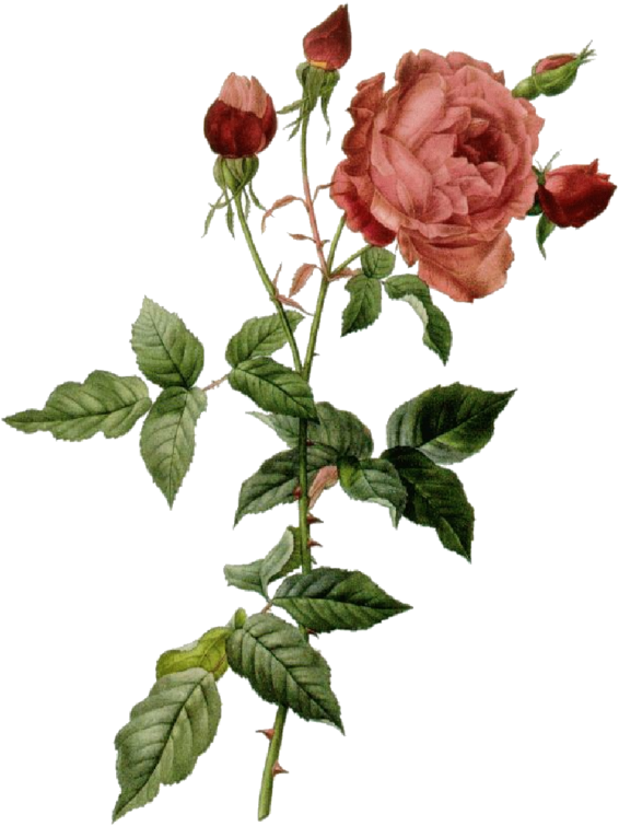 Rose Et Boutons - Peter Joseph Redoute Roses (575x800)