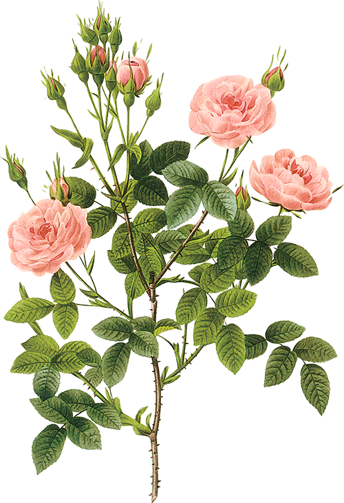 Tubes Victoriens / Fleurs - Cafepress Pierre-joseph Redoute Rose 5'x7'area Rug (500x730)
