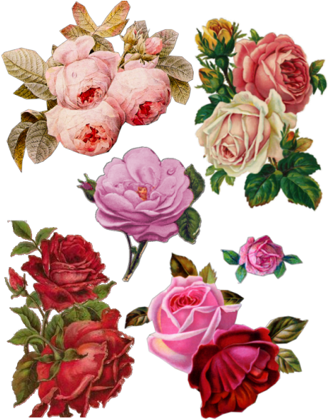 Roses A - Old Roses Png (472x611)