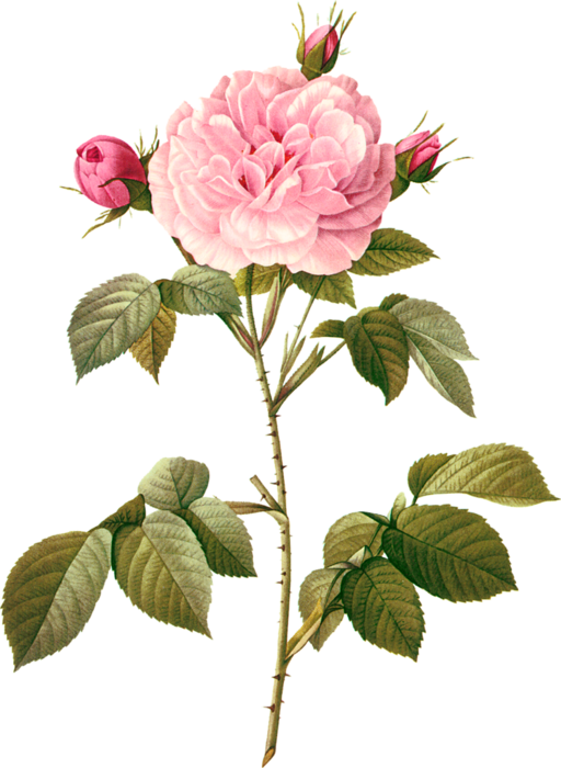 3 - Botanical Photos White Flowers (512x700)