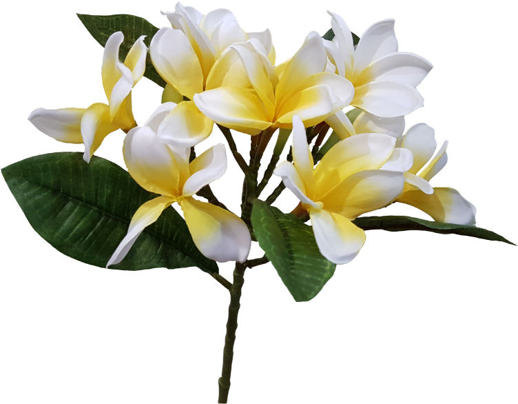 S5843 Frangipani Plumeria Artificial Flower - Transparent Frangipani (800x600)