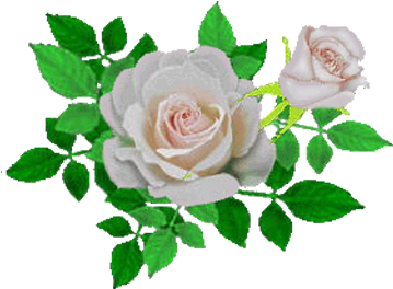 玫瑰花免抠png透明图片素材 - Portable Network Graphics (400x400)