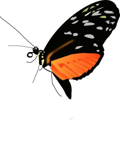 Orange Butterfly Clipart For Kids - Butterfly Png Photo Black (468x593)