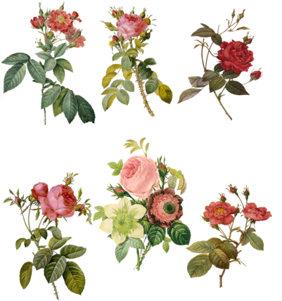 1700-1800's Roses Png By Chaseandlinda - Roses Png (400x442)