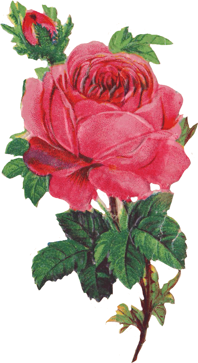 Victorian Pink Rose Transparent (713x1313)