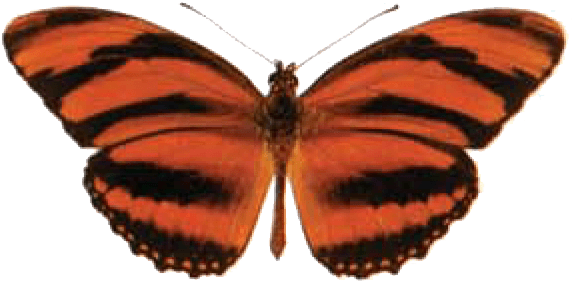 Banded Orange - Dryadula Phaetusa (581x296)