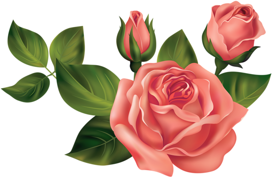 0, - Roses Clipart Transparent (4985x3354)