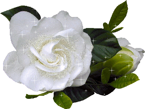 Rosa Blanca Animada Con Movimiento - Bom Dia Branca (473x354)