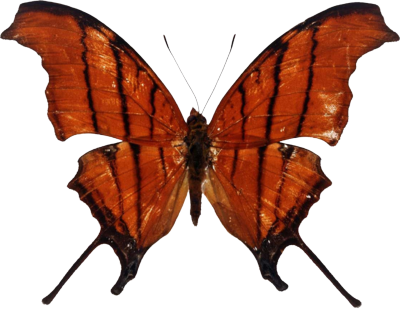 Butterflies And Moths (400x312)