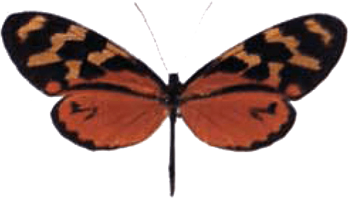 Butterfly House At Put In Bay - Put-in-bay (506x295)