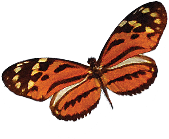 Butterfly3 - Brush-footed Butterfly (628x480)