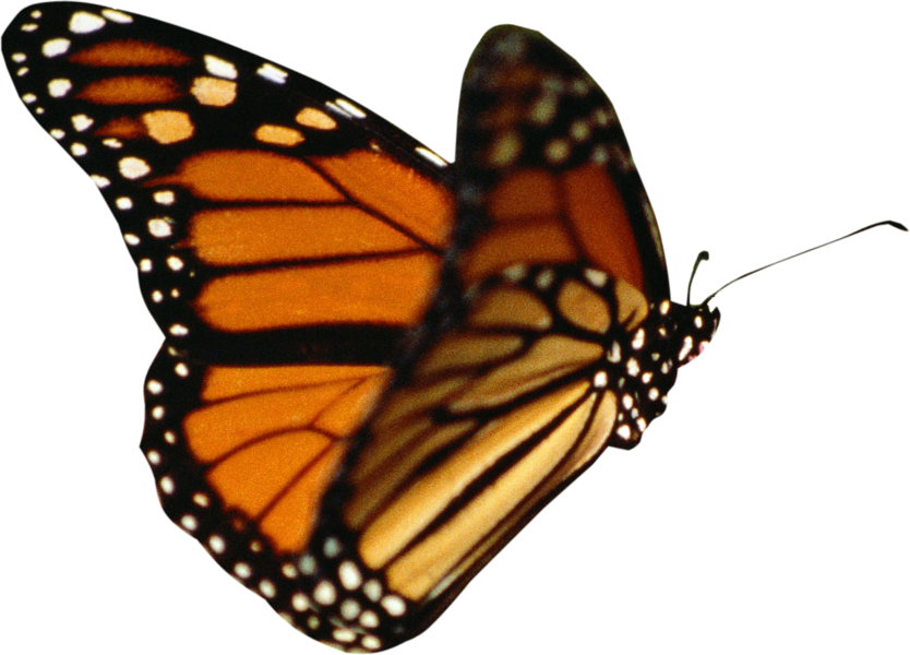 Butterfly's World - Transparent Background Butterfly Gif (834x600)