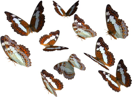 Monarch Butterfly Clipart Deviantart - Real Butterfly Png (600x420)