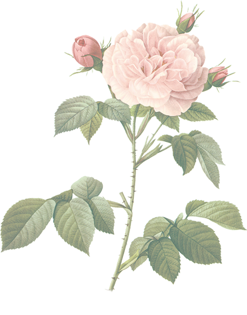 Botanical Photos White Flowers (482x615)