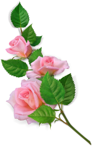 Изображение Для Плейкаста - Garden Roses (533x800)