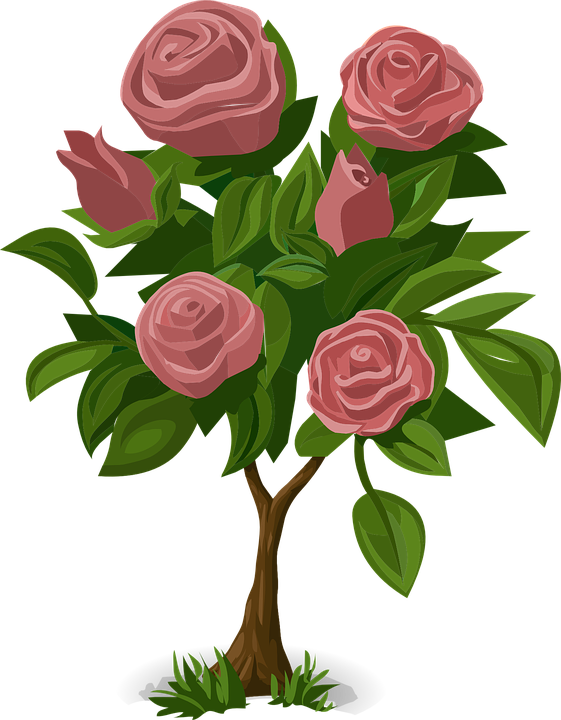 Roses Drawings 23, Buy Clip Art - Rose (561x720)