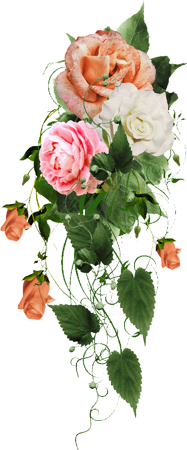 Roses - Garden Roses (945x1600)