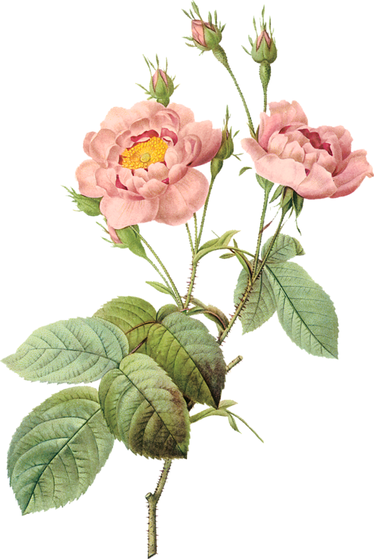 Pierre Joseph Redoute Flower (536x800)