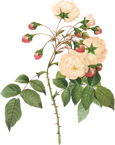 Tubes Victoriens / Fleurs - Birthday Messages For Anyone (400x504)