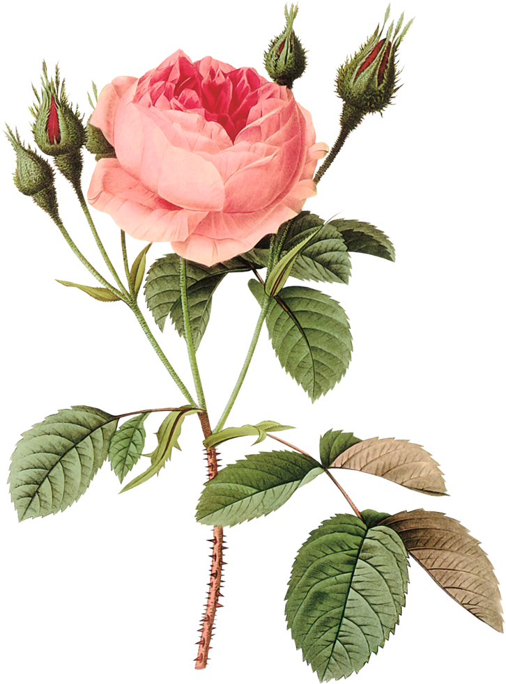 红玫瑰 - Pierre-joseph Redoute Rose Shower Curtain (757x1024)