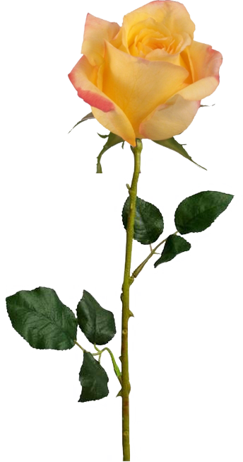 A Moment Will Occur Sometimes When Something Magical - Long Stem Orange Rose (344x653)