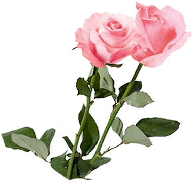 Découvrir Ce Produit - Garden Roses (390x360)