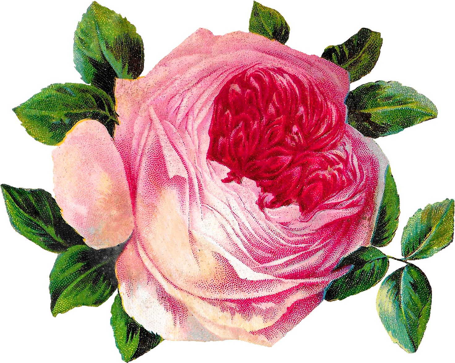 Rose Flower Botanical Art Image Shabby Chic Crafting - Rose (1600x1299)