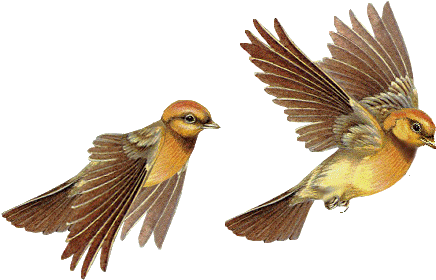 Parrot Clipart Animated Gif - Gif Birds (452x332)