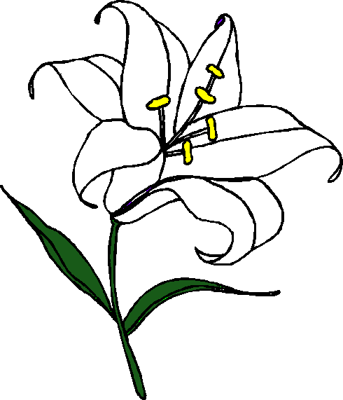 Easter Lily Clipart Free - Tiger Lily Coloring Pages (490x571)