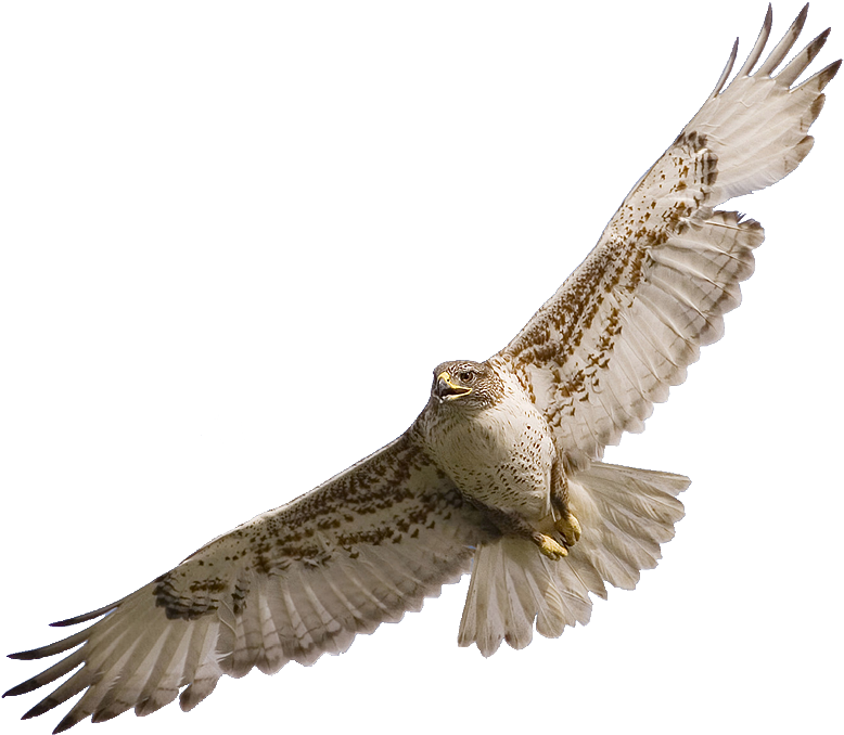 Best Hawk Clipart - Falcon Png (800x690)