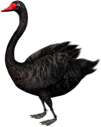 Black Swan Clipart Two - Black Swan Png (426x496)