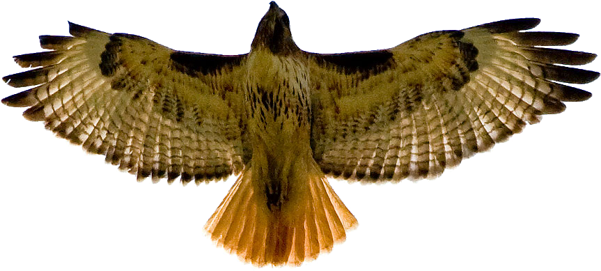 Hawk Clip Art Clipart 3 - Red Tailed Hawk White Background (886x417)