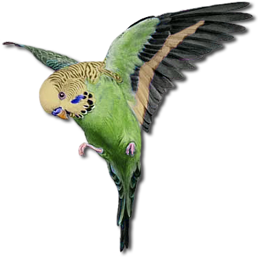 Wellensittich Info - - Wellensittich Clipart (376x376)