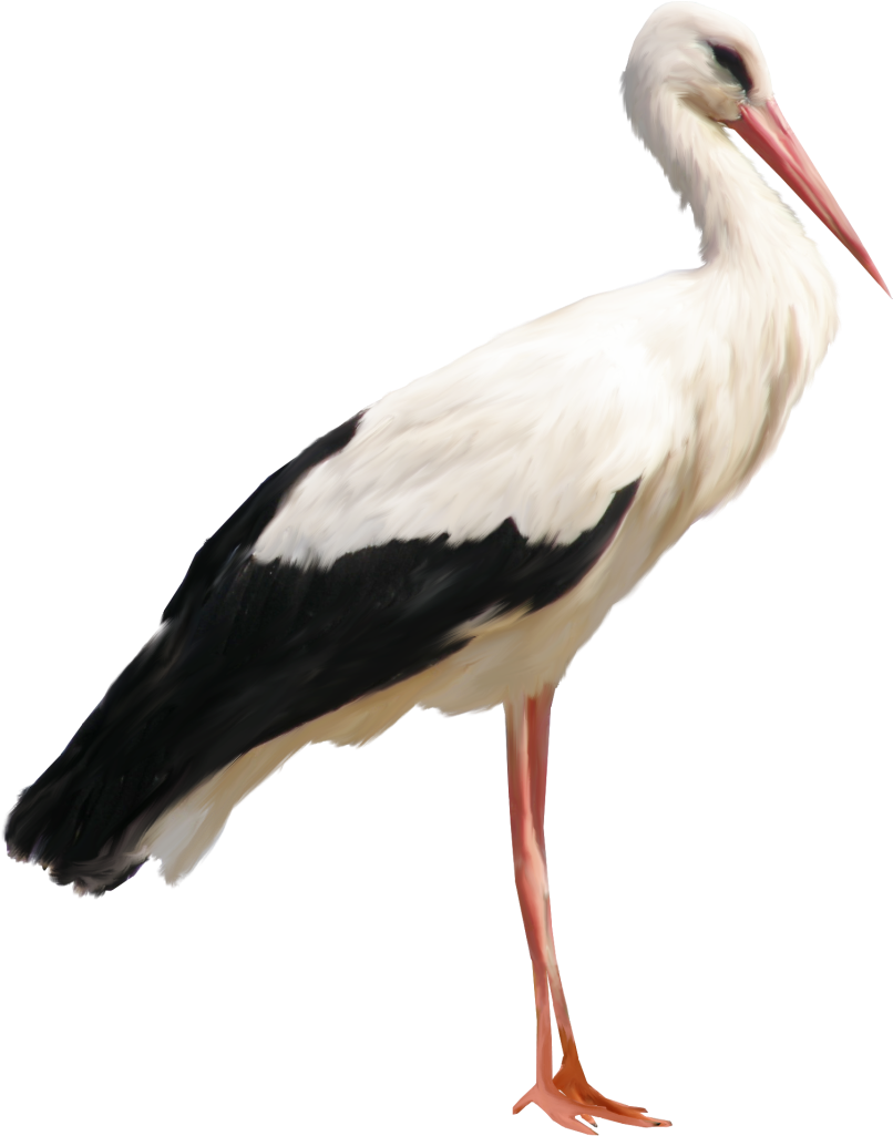 Stork Clipart Transparent - Stork Png (858x1079)