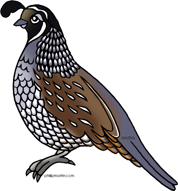 Page Of Missouri Clip Art, Clipart - Quail Clipart (625x648)
